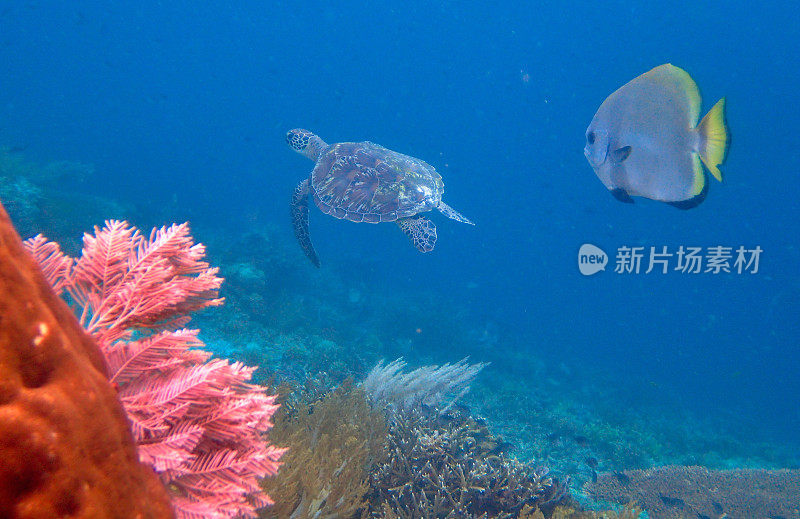 蝙蝠鱼(Platax)和绿海龟(Chelonia mydas)游泳